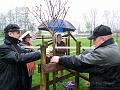 Baumpflanzung26